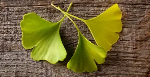 How to extract ginkgo biloba from leaf?